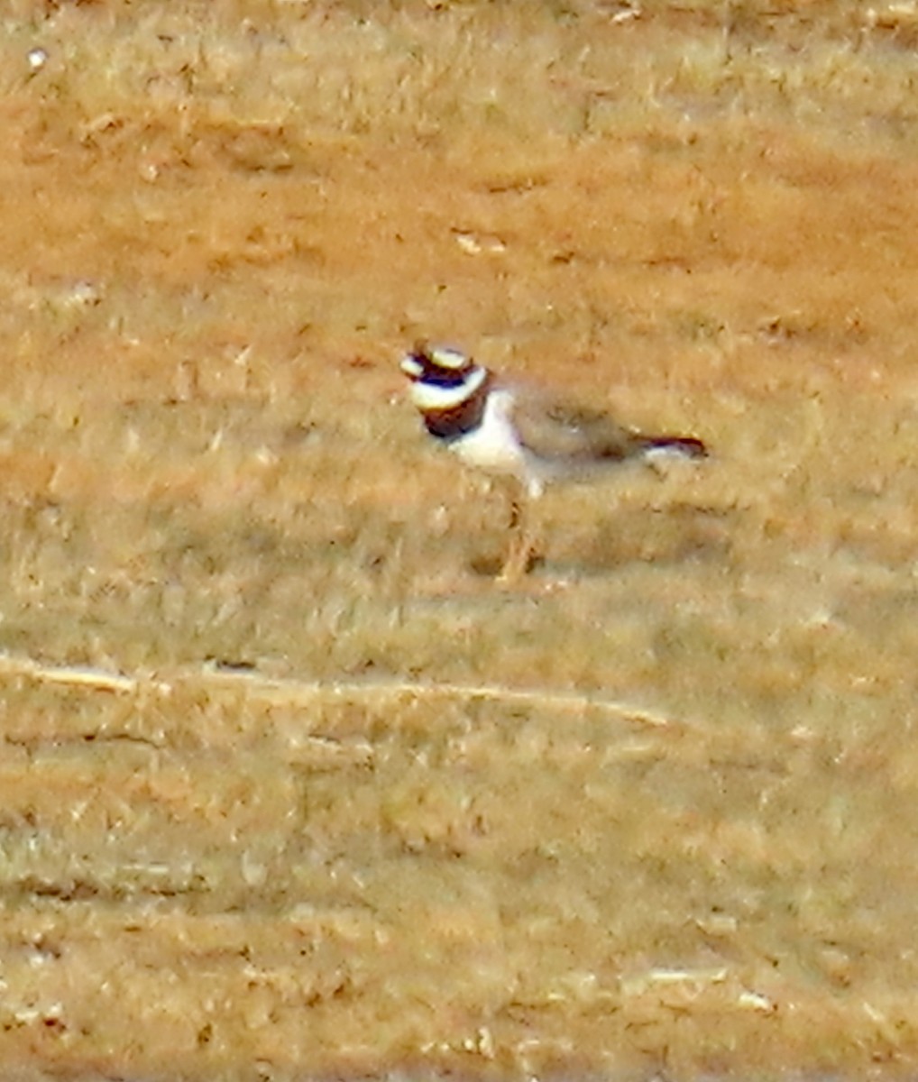 Common Ringed Plover - ML620302960
