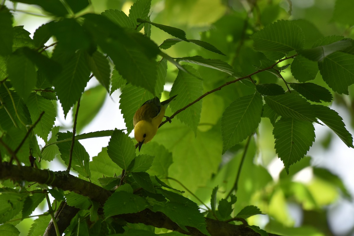 Prothonotary Warbler - ML620302964