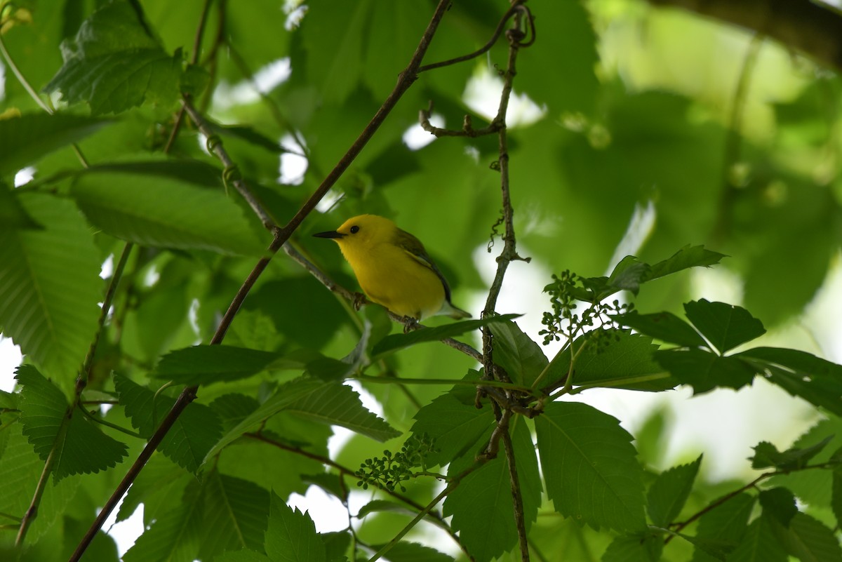 Prothonotary Warbler - ML620302965