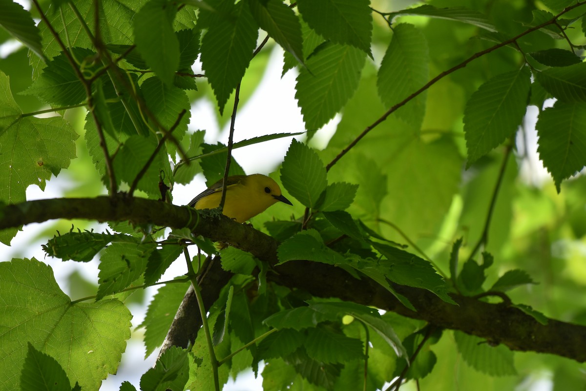Prothonotary Warbler - ML620302966