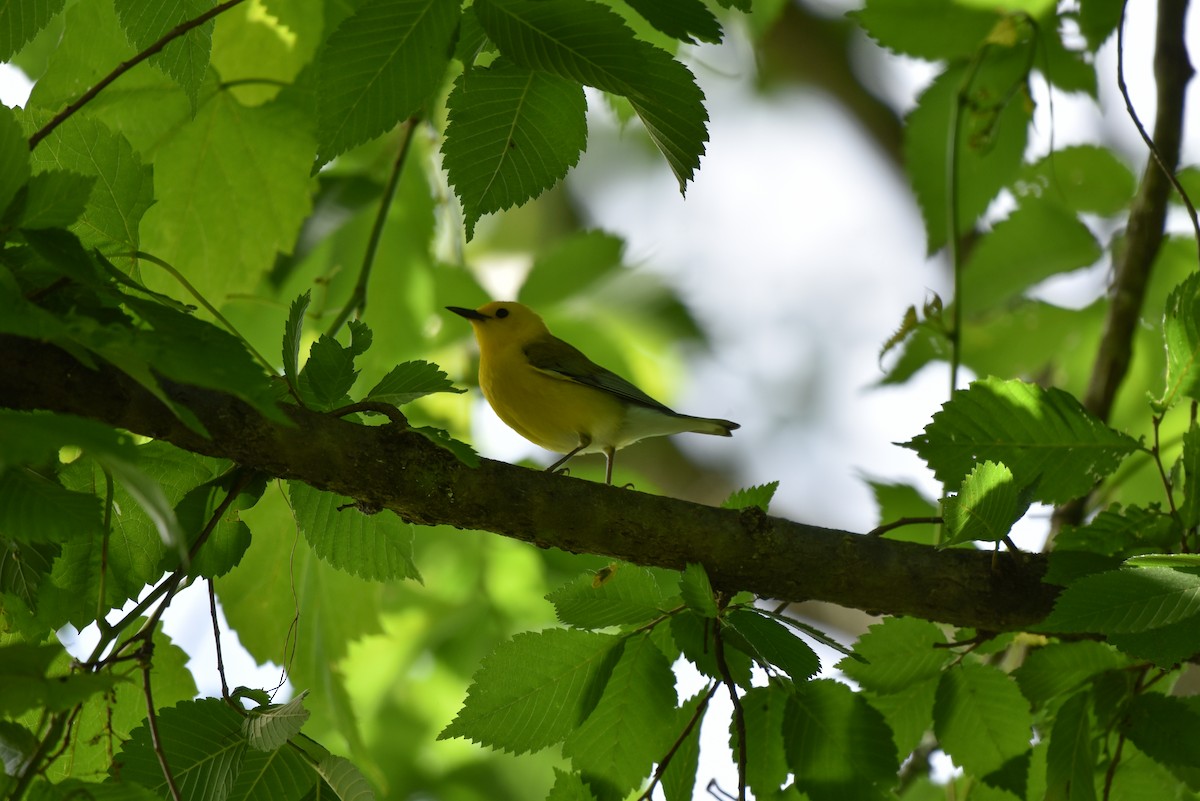 Prothonotary Warbler - ML620302967