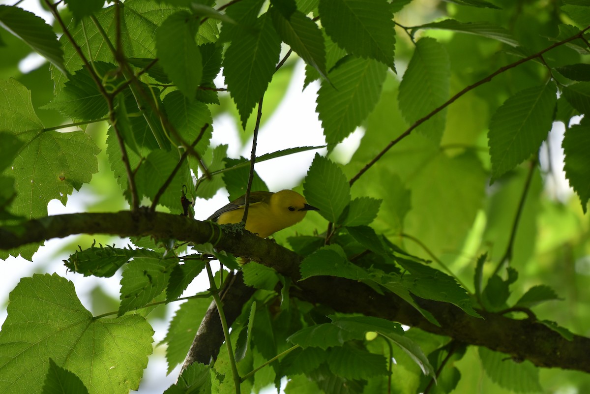Prothonotary Warbler - ML620302968