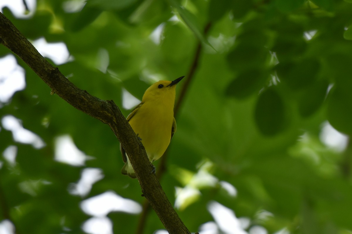 Prothonotary Warbler - ML620302969
