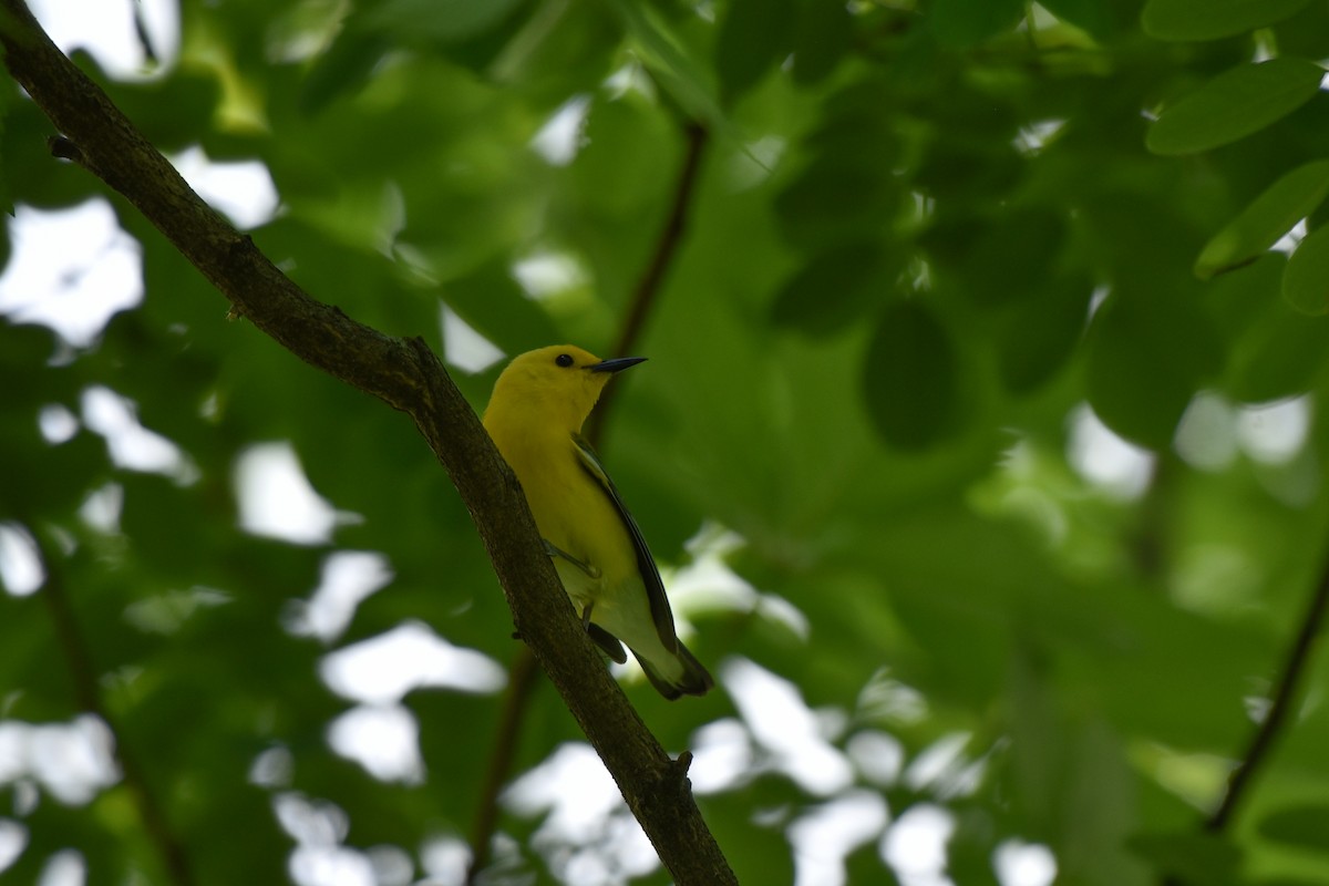 Prothonotary Warbler - ML620302970