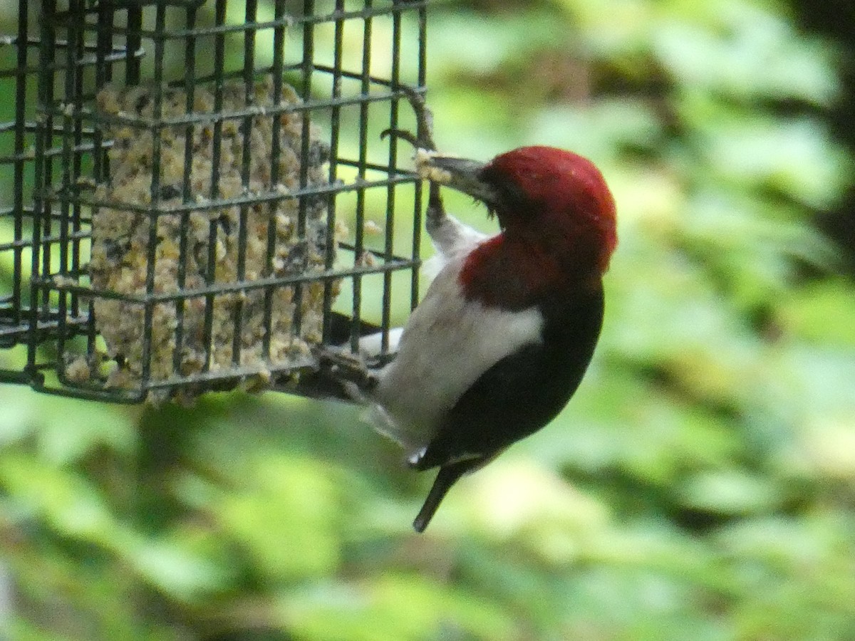 Red-headed Woodpecker - ML620302971