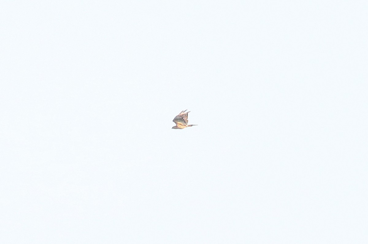 hawk sp. - ML620302972