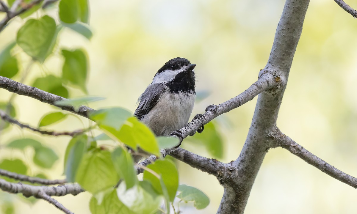 Mésange à tête noire - ML620302974