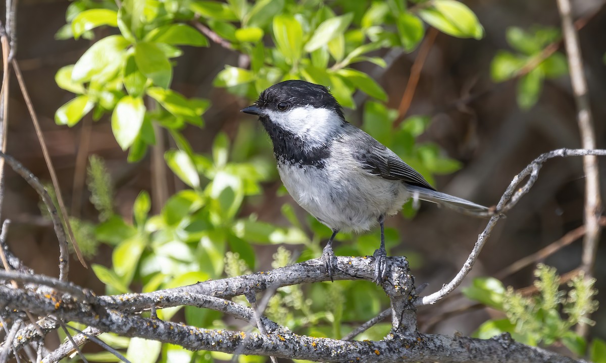 Black-capped Chickadee - ML620302976