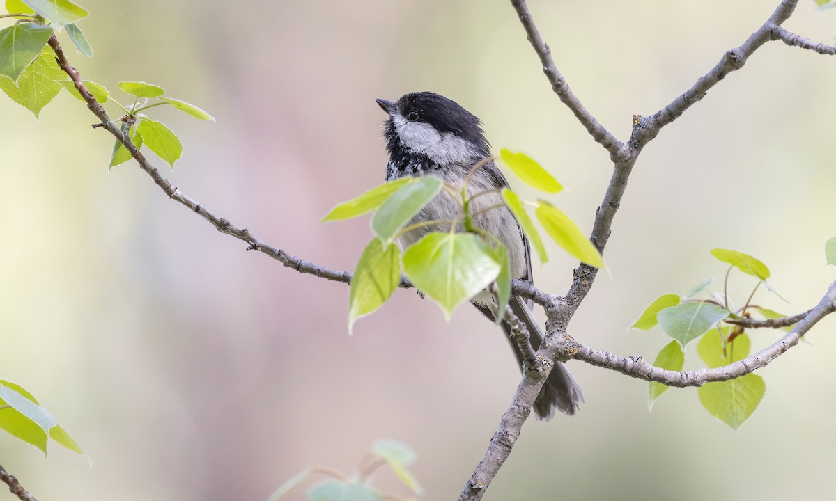 Black-capped Chickadee - ML620302977