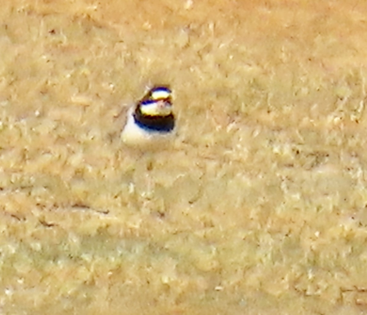 Common Ringed Plover - ML620302982