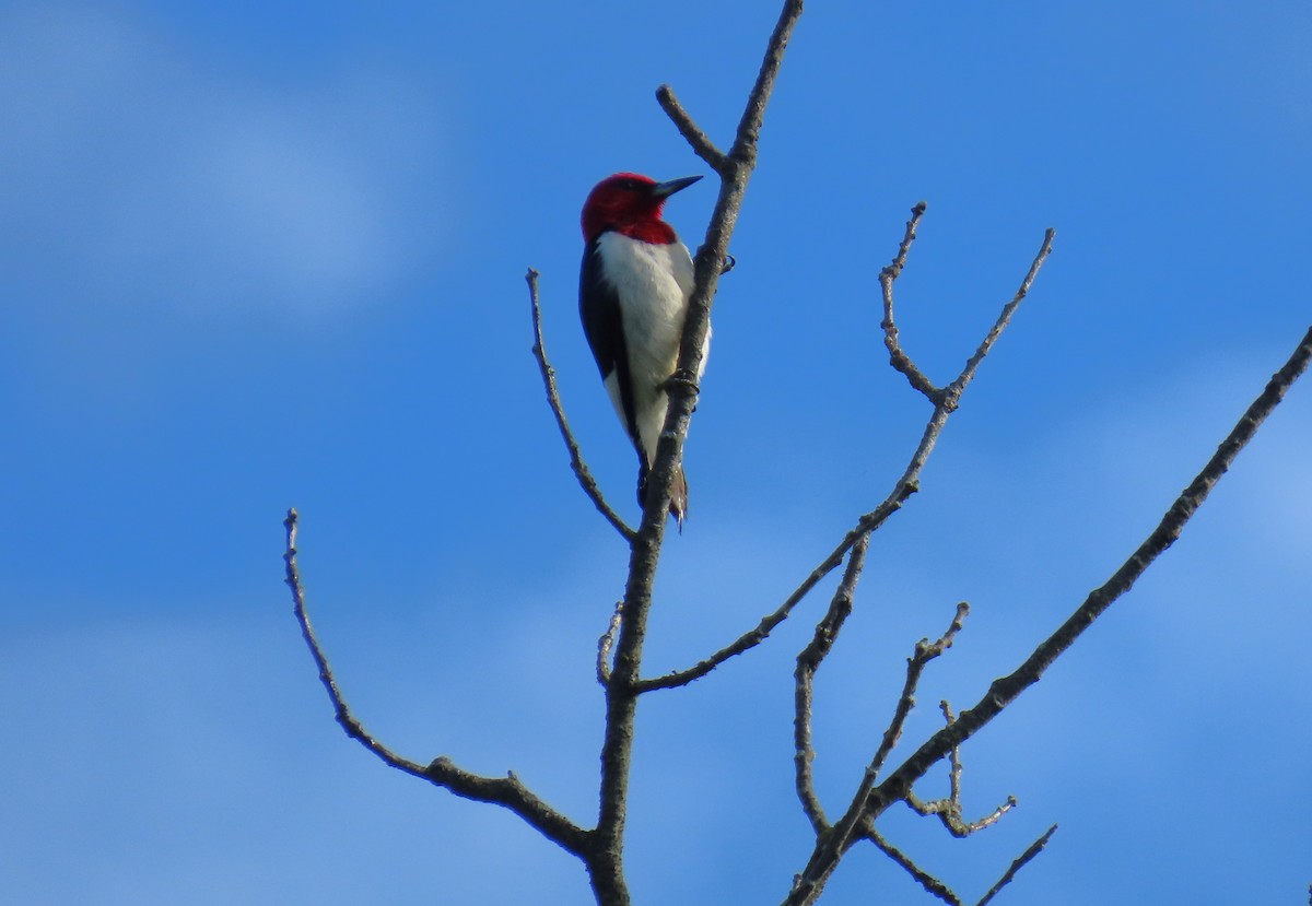 Red-headed Woodpecker - ML620302984