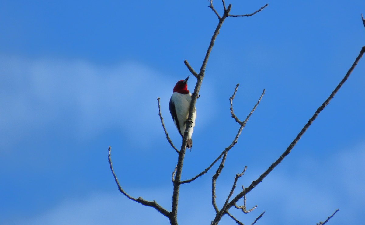 Red-headed Woodpecker - ML620302985