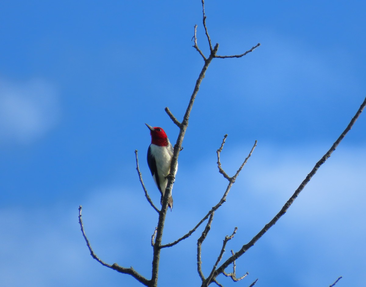 Red-headed Woodpecker - ML620302986