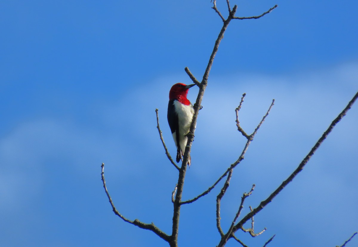 Red-headed Woodpecker - ML620302987