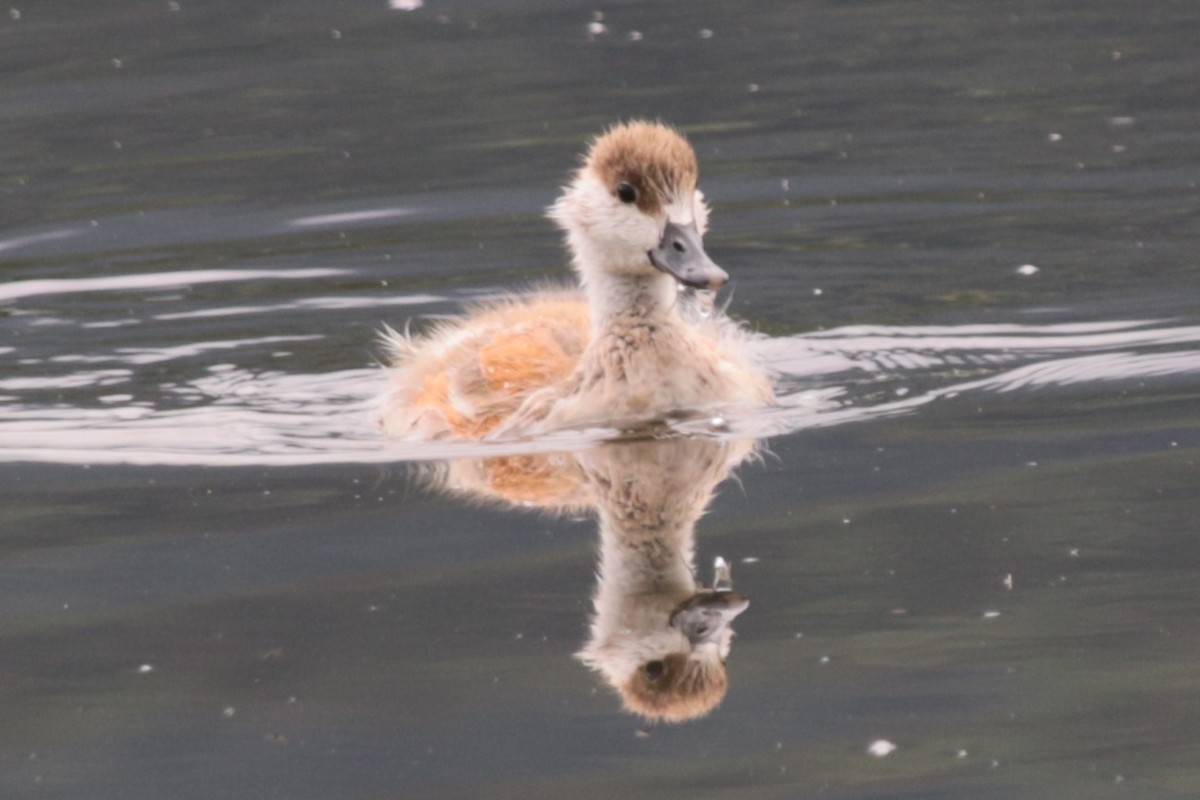 Ruddy Shelduck - ML620302988