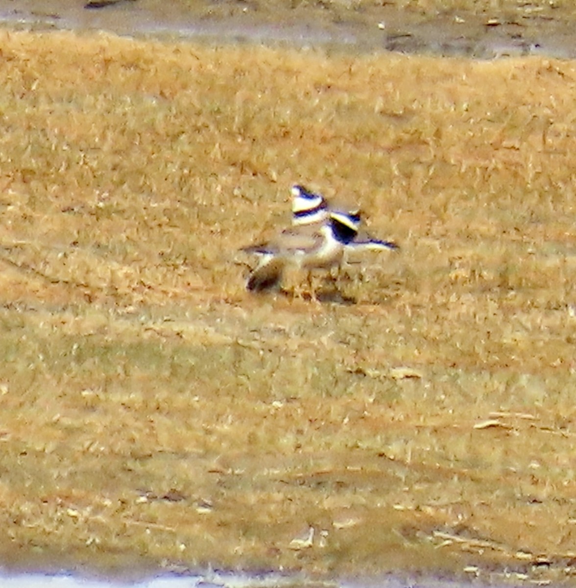 Common Ringed Plover - ML620302991