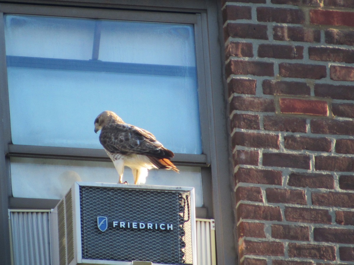 Red-tailed Hawk - ML620302995