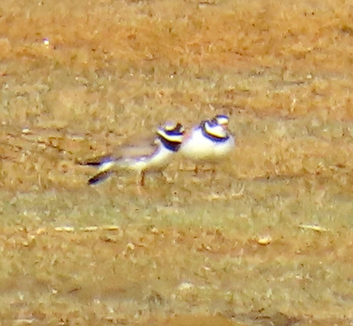 Common Ringed Plover - ML620302998