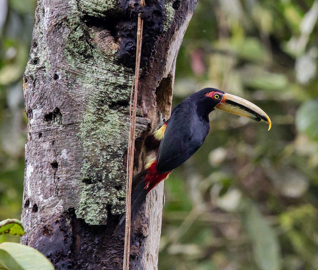 Collared Aracari - ML620303003