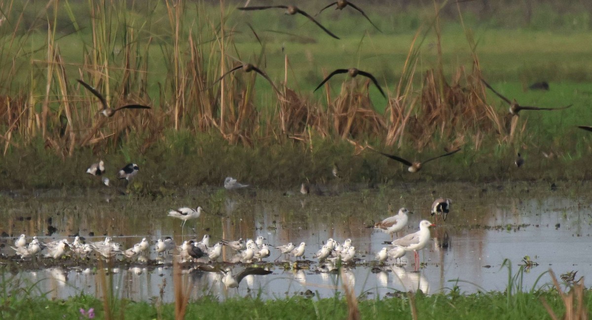 Avoceta Común - ML620303007