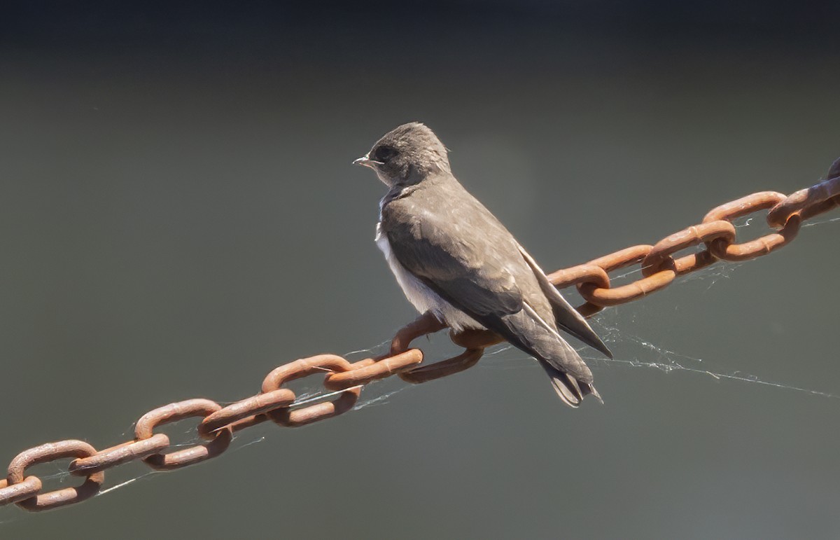 Golondrina Aserrada - ML620303009