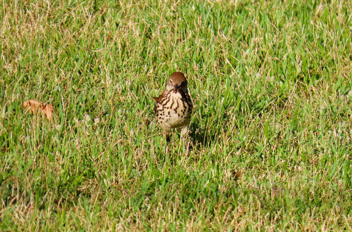 Brown Thrasher - ML620303014