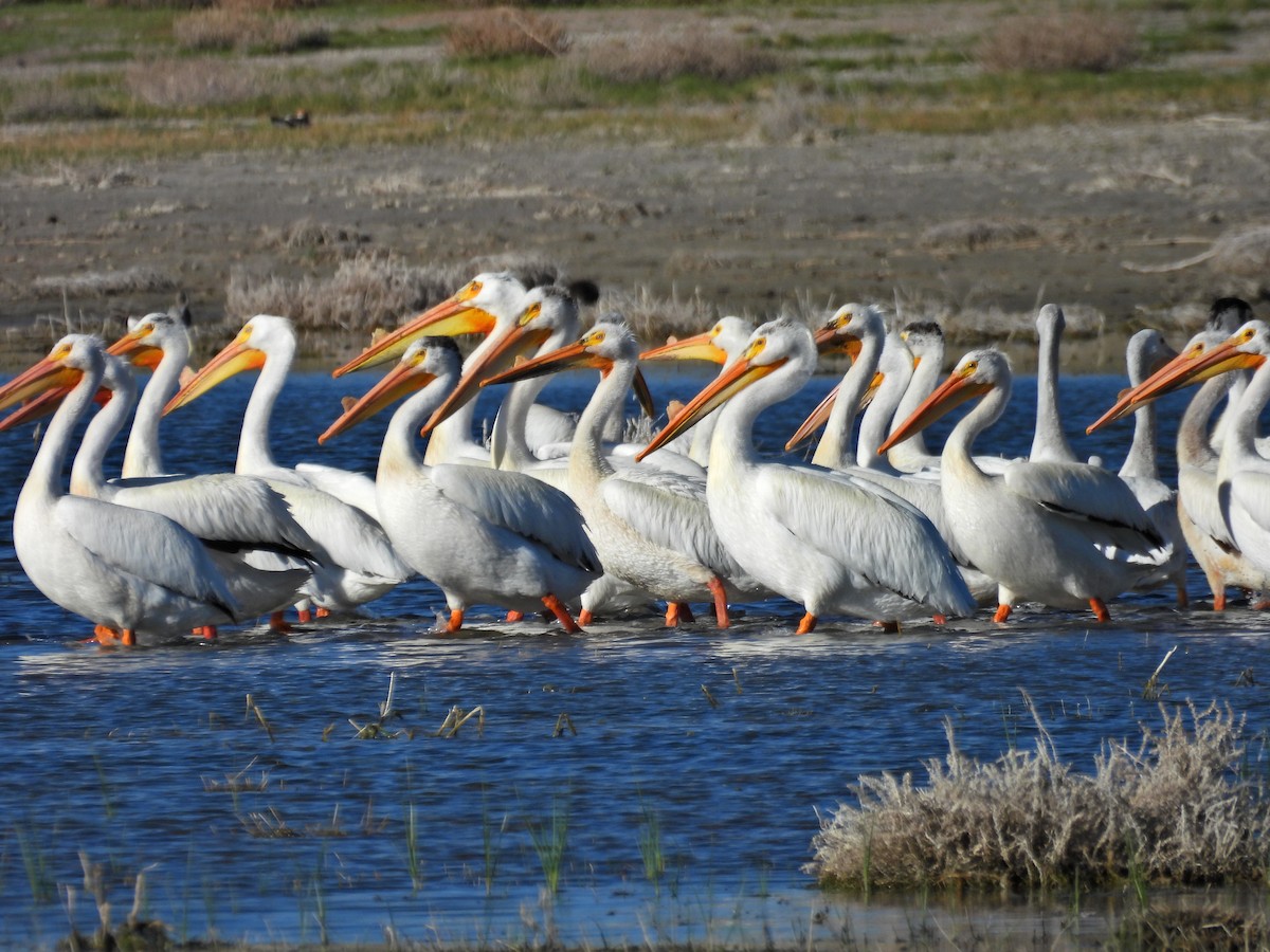 pelikán severoamerický - ML620303016