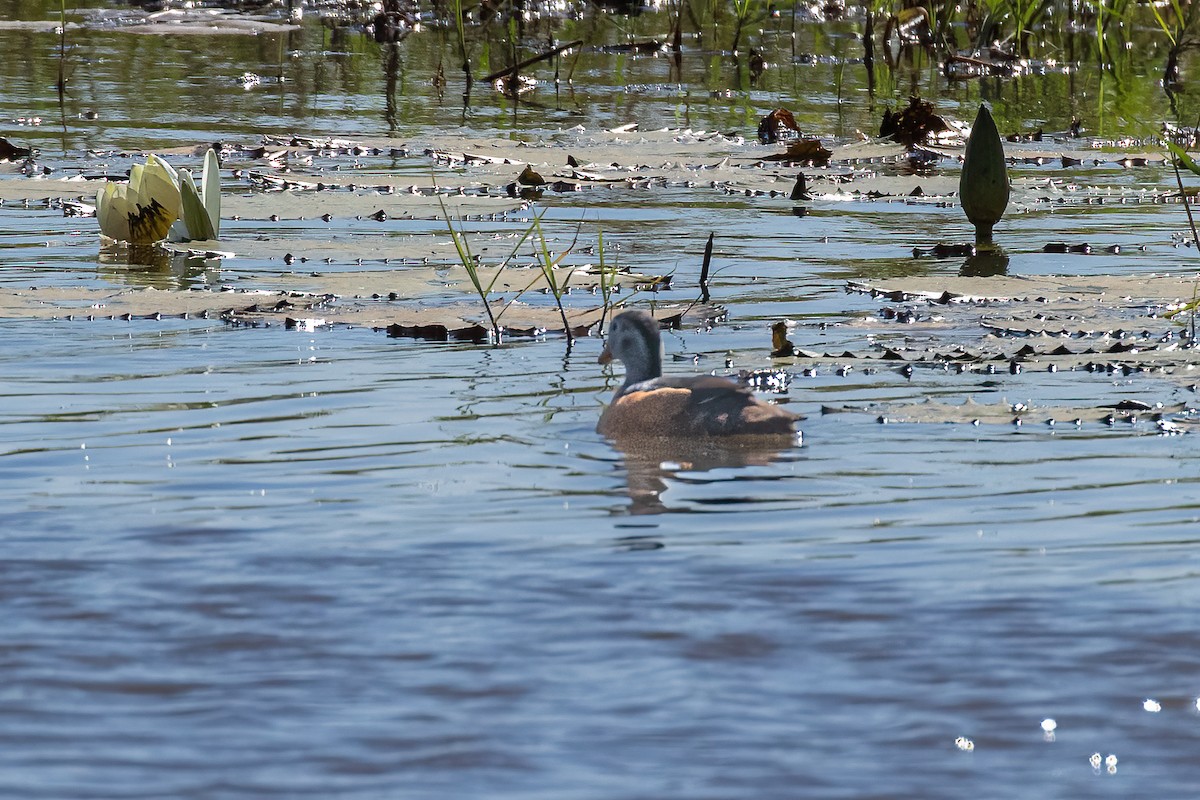 African Pygmy-Goose - ML620303020