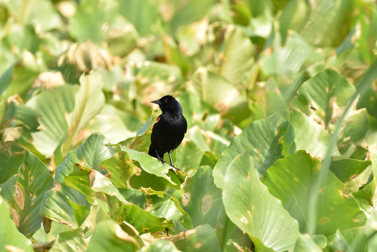 Red-winged Blackbird (Red-winged) - ML620303025