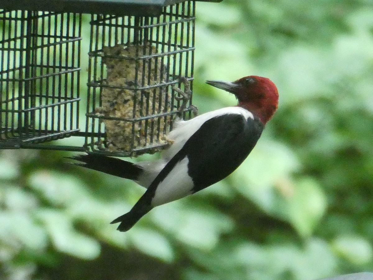 Red-headed Woodpecker - ML620303028