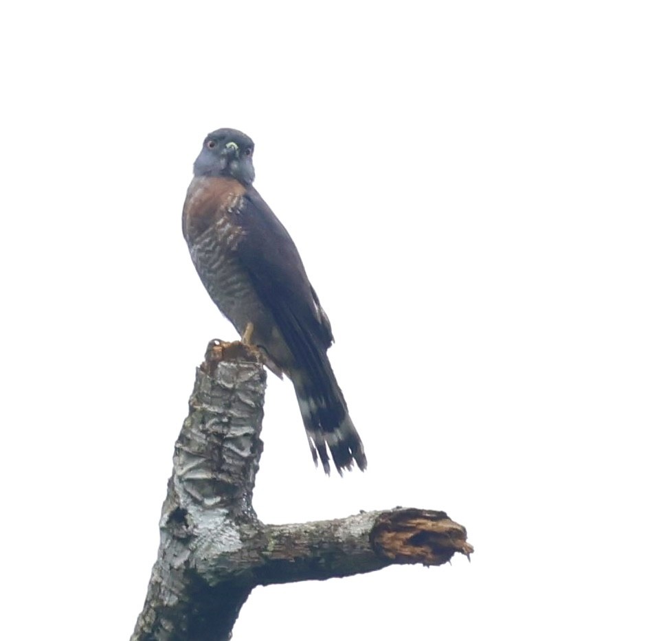 Double-toothed Kite - ML620303030