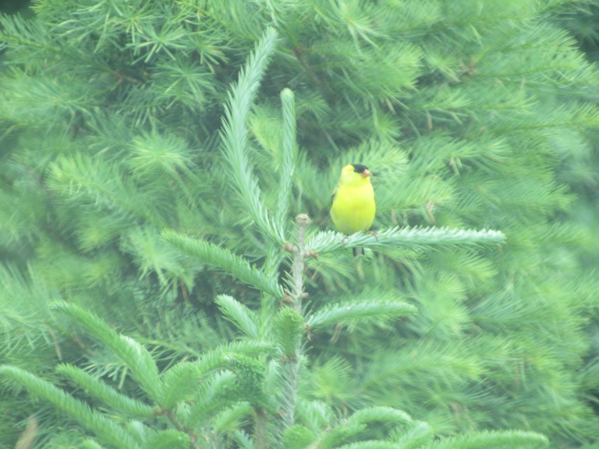 American Goldfinch - ML620303032