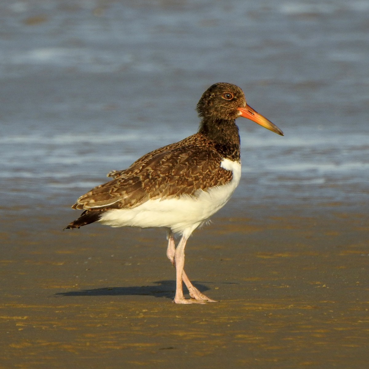 American Oystercatcher - ML620303034