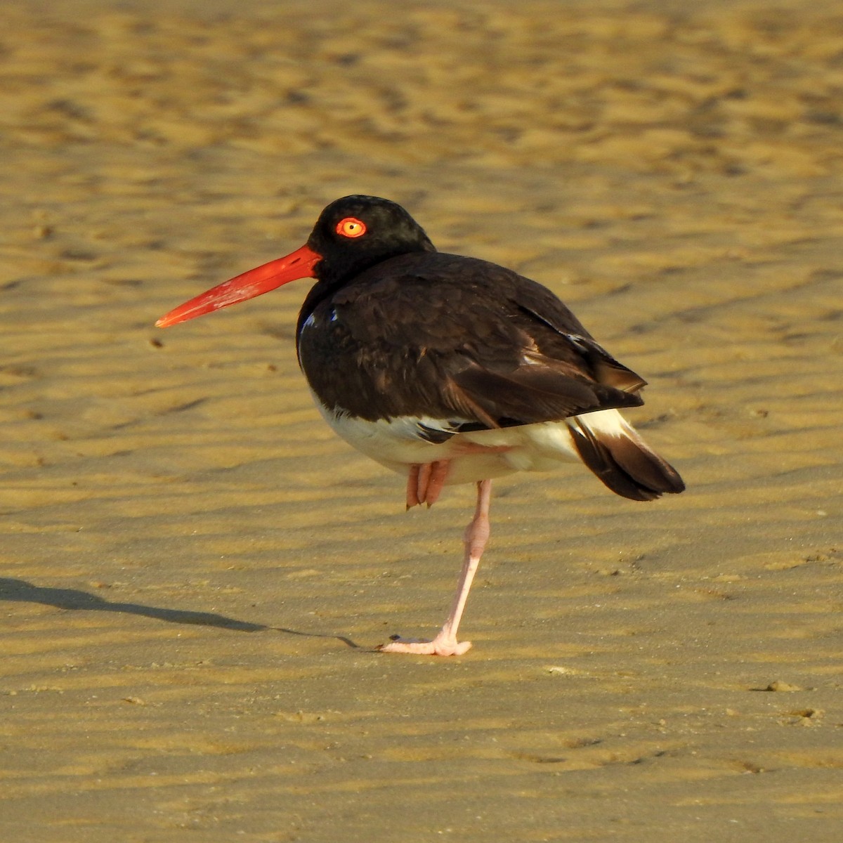 American Oystercatcher - ML620303035