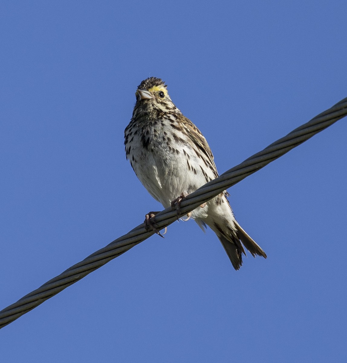 Savannah Sparrow - ML620303036