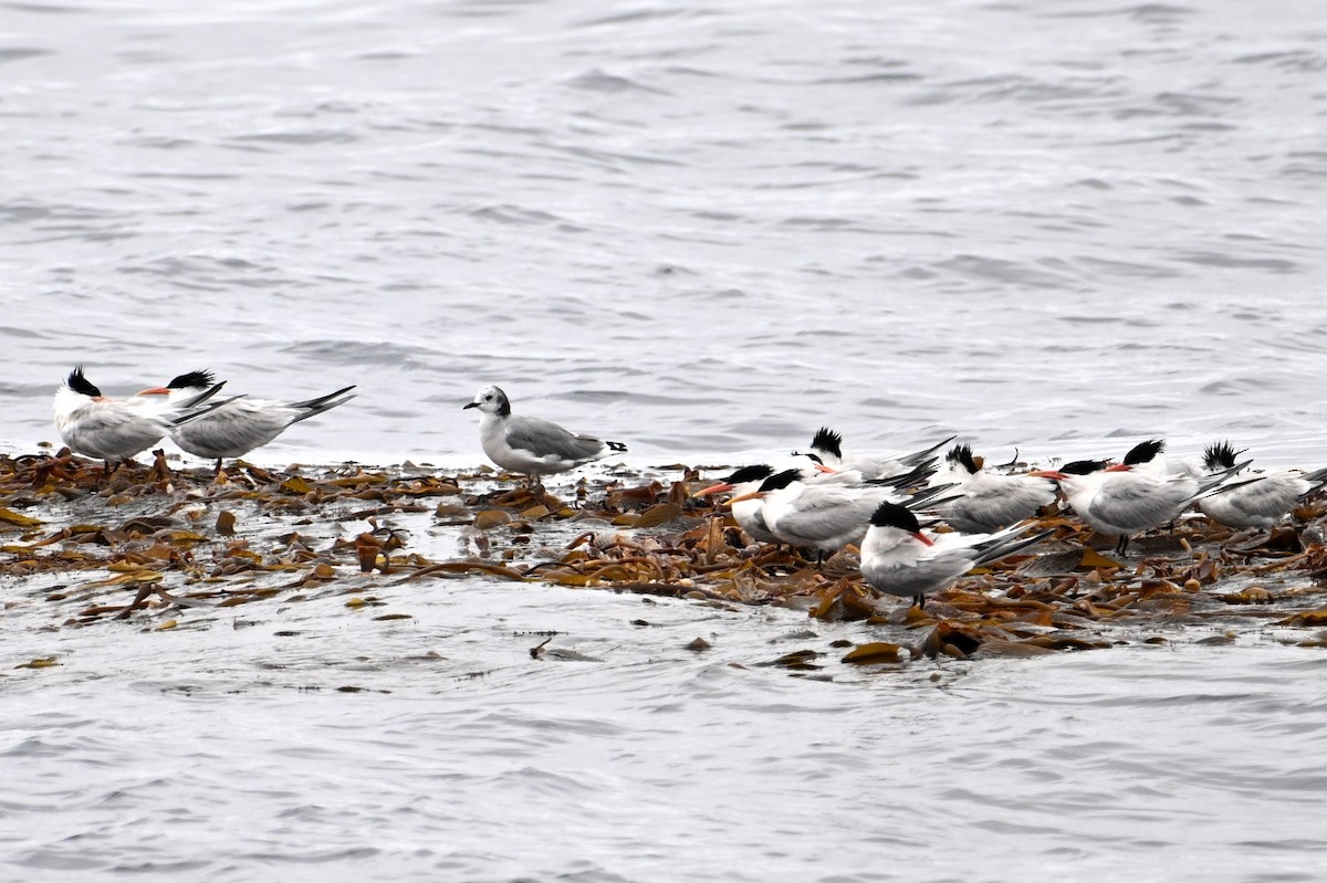 Mouette de Sabine - ML620303037