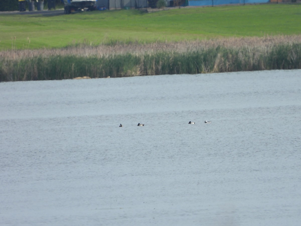 Lesser Scaup - ML620303039