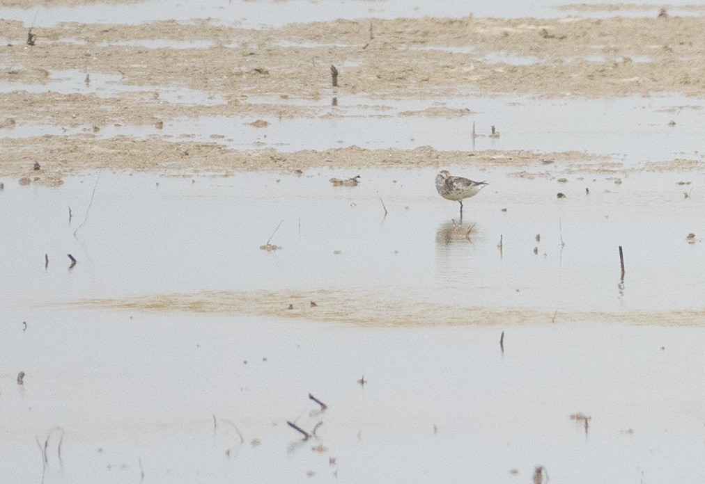 White-rumped Sandpiper - ML620303041