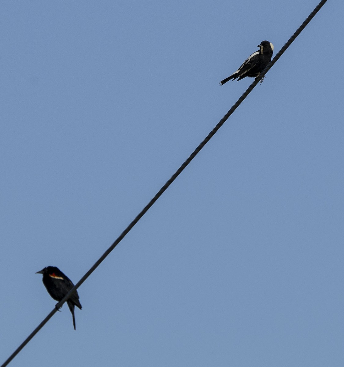 bobolink americký - ML620303044