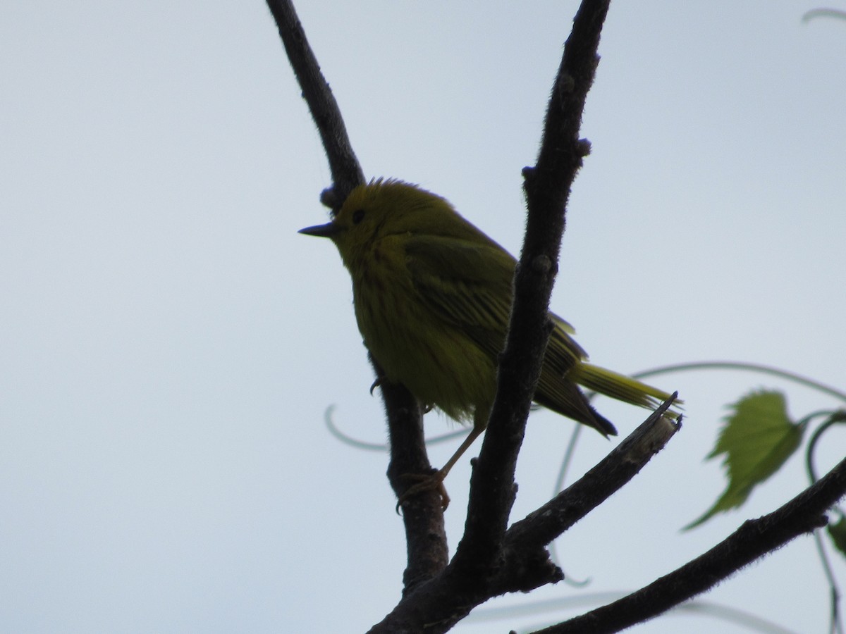 Paruline jaune - ML620303045