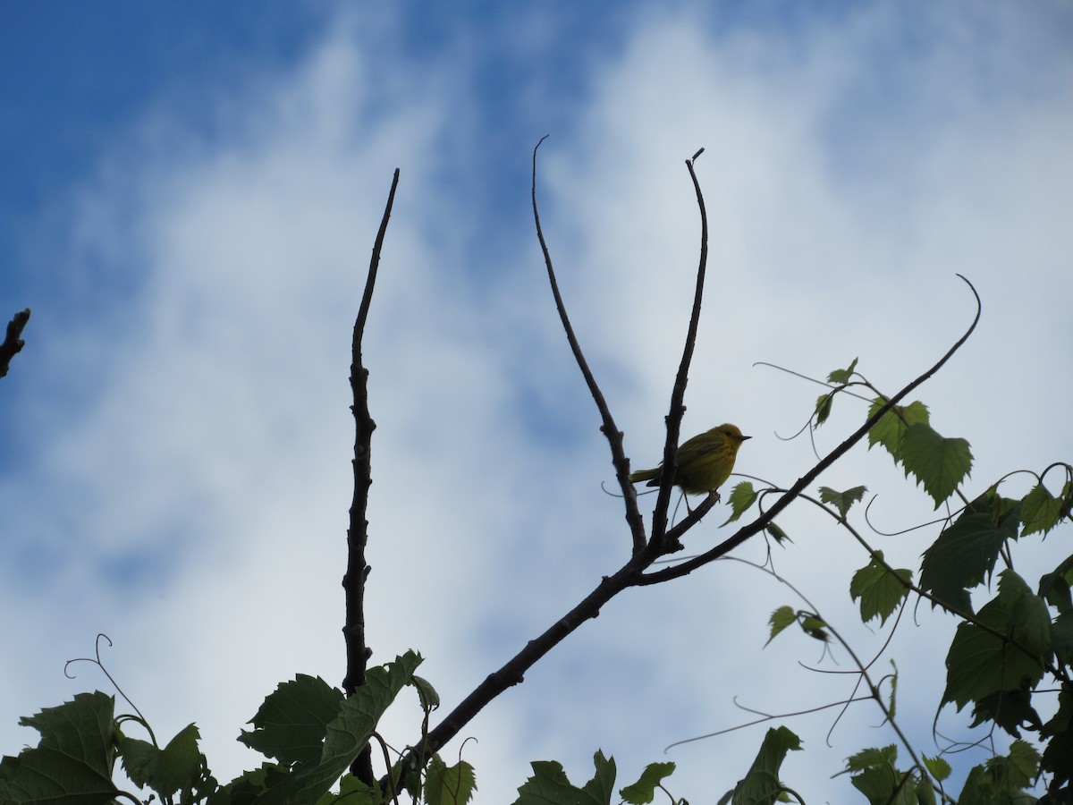 Yellow Warbler - ML620303051