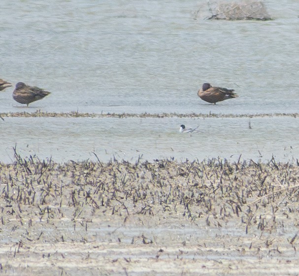 Least Tern - ML620303057