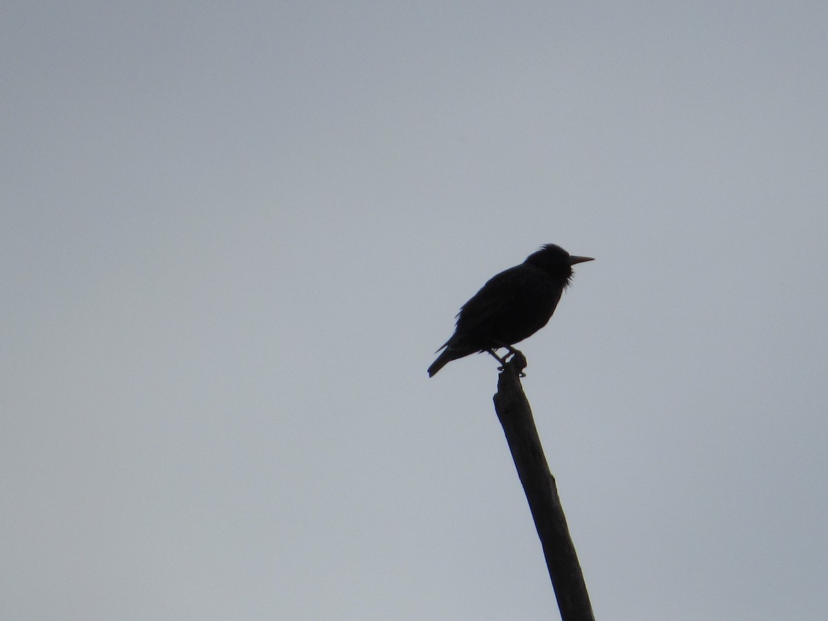 European Starling - ML620303059