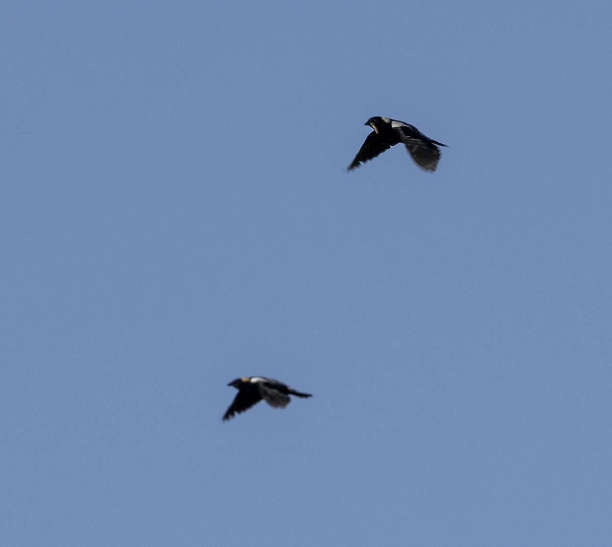 bobolink americký - ML620303062