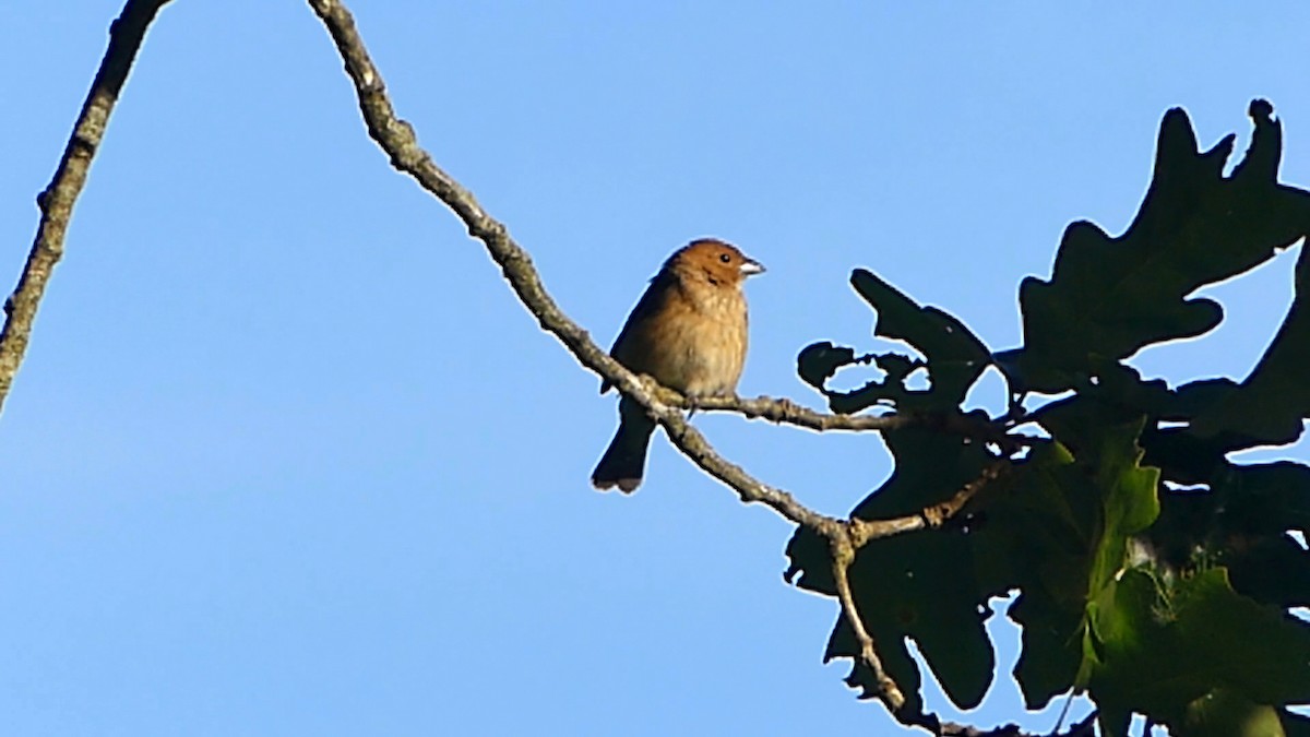 Indigo Bunting - ML620303073