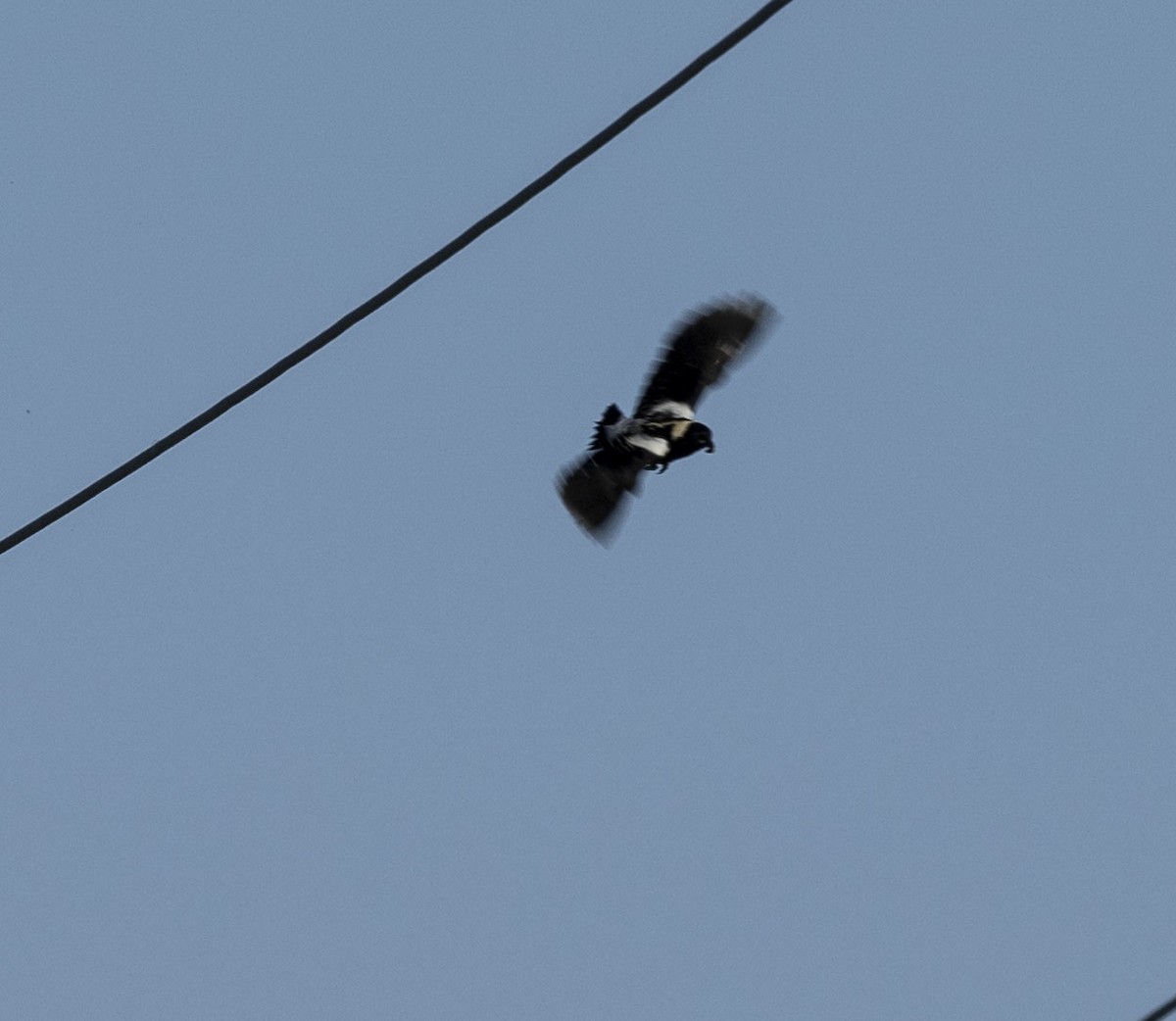 bobolink americký - ML620303077