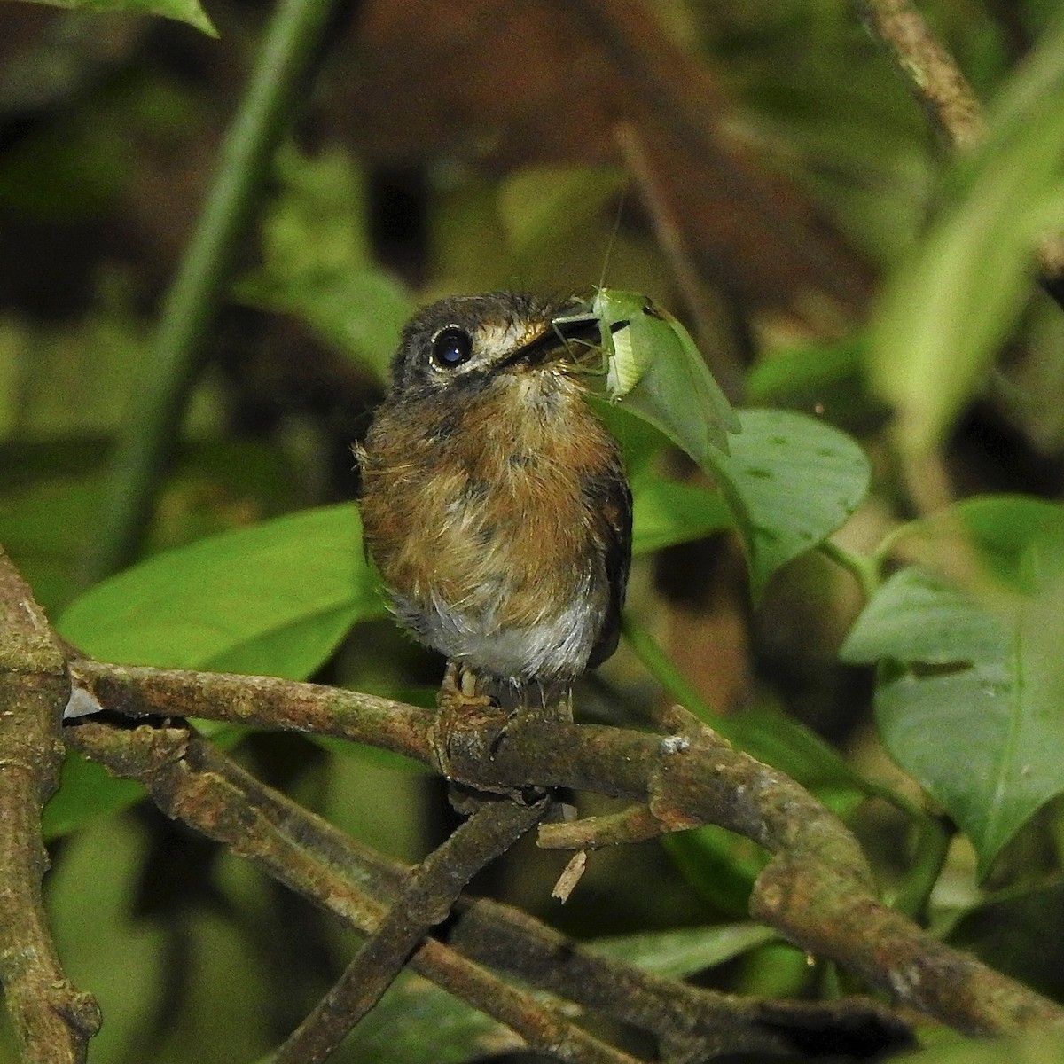 Zügelfaulvogel - ML620303078