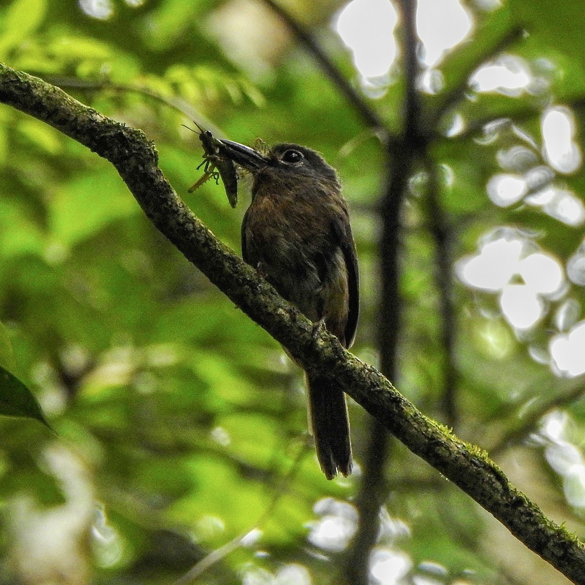 Monjilla Macurú - ML620303079