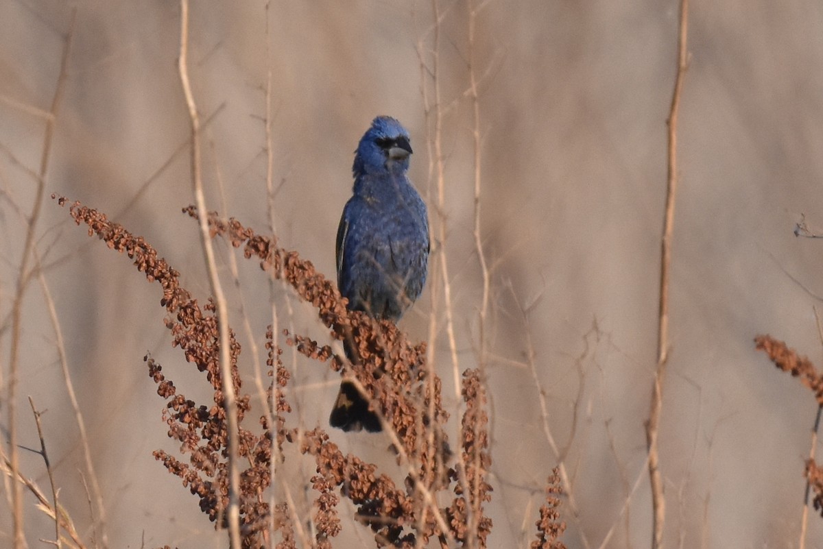 Blue Grosbeak - ML620303080