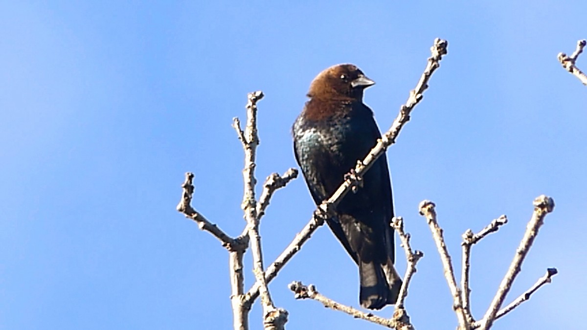 Brown-headed Cowbird - ML620303083